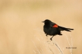 Red-winged-Blackbird;Blackbird;Agelaius-phoeniceus;one-animal;close-up;color-ima